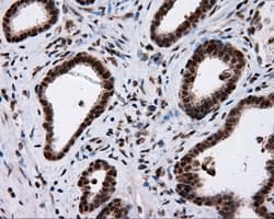 NPR3 Antibody (clone OTI4C3)