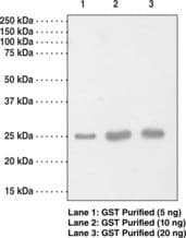 GST / Glutathione S-Transferase Antibody