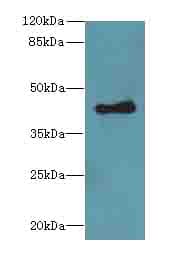 Polyclonal Rabbit anti-Rainbow trout TGFB1 / TGF Beta 1 Antibody (IHC, WB)