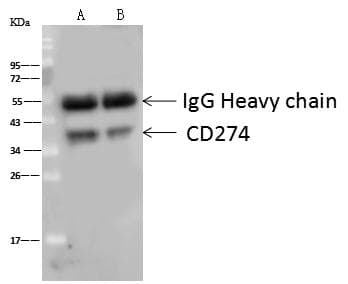 CD274 / B7-H1 / PD-L1 Antibody (Preservative Free)