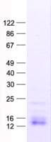 Human PTMA / Prothymosin Alpha Protein (Recombinant His, N-Terminal)