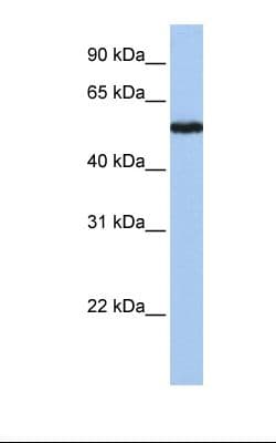 SLC38A9 Antibody (aa218-267, Biotin)
