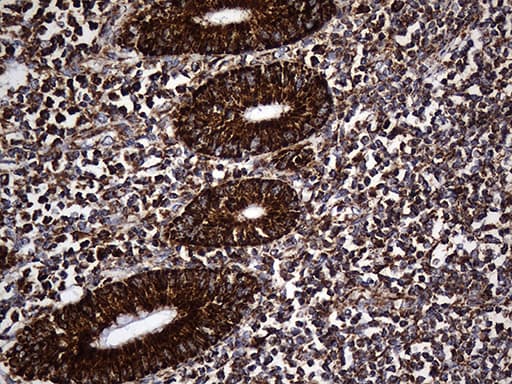 UQCRFS1 Antibody (aa79-274, clone OTI4H8)
