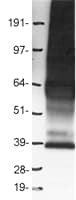 PRLHR / GPR10 Protein (Over-Expression Lysate Myc-DDK (Flag))