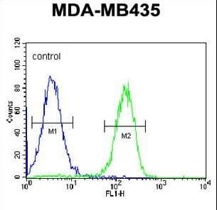 IFIX / PYHIN1 Antibody (aa26-55)