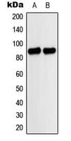 MARK1+2+3+4 Antibody (Internal)