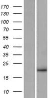 NRTN / Neurturin Protein (Over-Expression Lysate Myc-DDK (Flag))