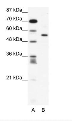 CBFA1 / RUNX2 Antibody (aa343-392)