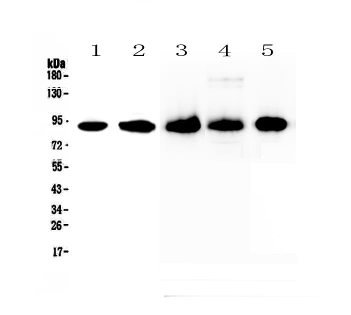 CD44 Antibody