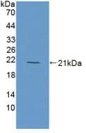 MB / Myoglobin Antibody (aa1-154, Biotin)