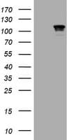 CTNND1 / p120 Catenin Antibody (clone OTI2F8)