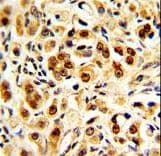 Polyclonal Rabbit anti-Human GAPDH Antibody (aa233-259, IHC, IF, WB)