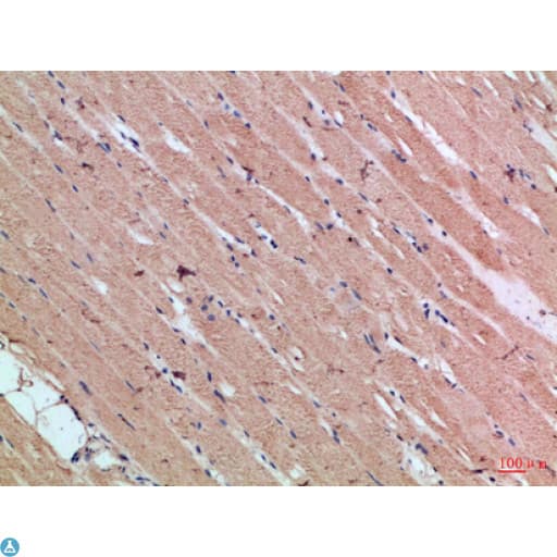 CYGB / Cytoglobin Antibody