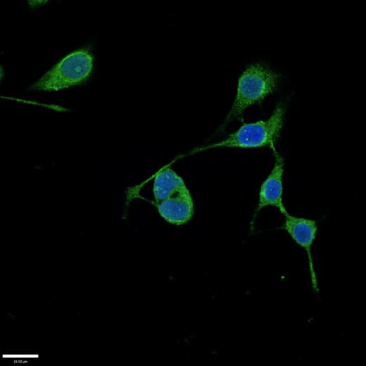 Polyclonal Rabbit anti-Human RMND1 Antibody (IHC, IF, WB)