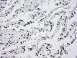 PPP5C Antibody (clone OTI4G8, Carrier-free)