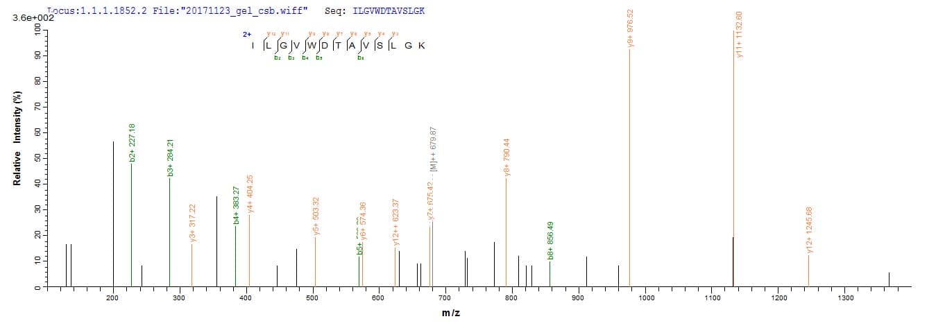 Human ASPRV1 / SASPase Protein (Recombinant 10His, N-terminus + Myc, C-terminus)