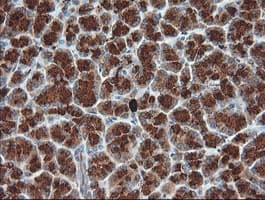 KLK8 / Kallikrein 8 Antibody (clone OTI1H6)