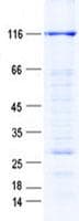 Human MCM5 Protein (Recombinant GST, N-terminus + His, C-terminus)