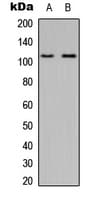 MYO1D Antibody (C-Terminus)