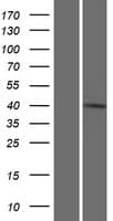 IFT46 Protein (Over-Expression Lysate Myc-DDK (Flag))