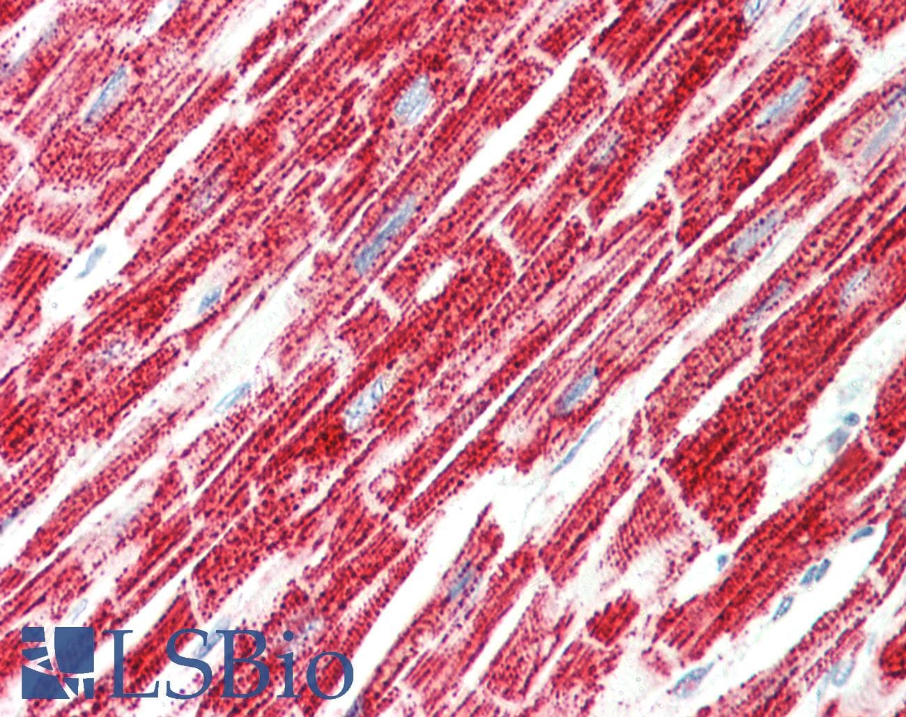 IHC-plus™ SRR / Serine Racemase Antibody (clone 9E8)