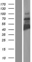 HOMEZ Protein (Over-Expression Lysate Myc-DDK (Flag))