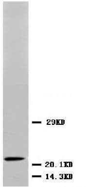 BDNF Antibody (N-Terminus)