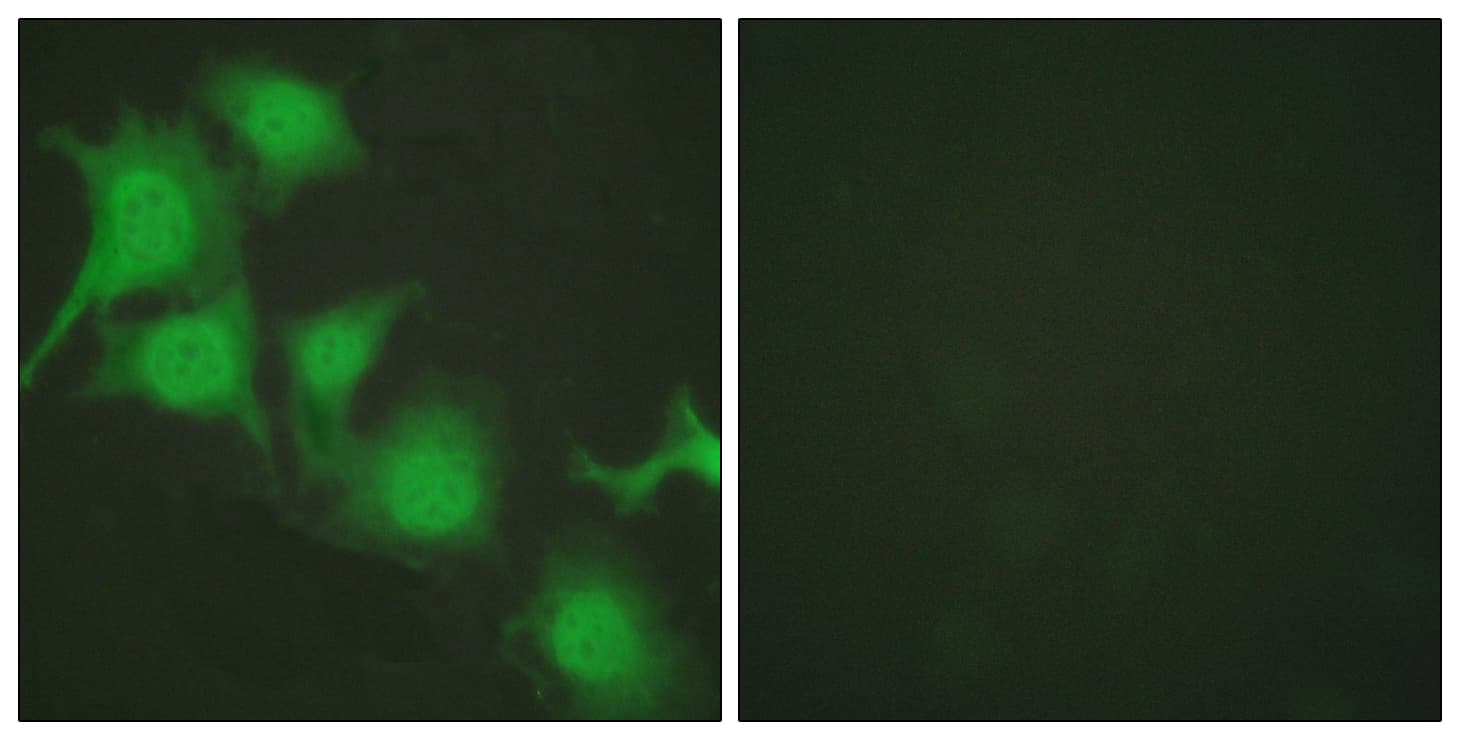 NFE2L2 / NRF2 Antibody (C-Terminus)