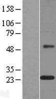 MAGP / MFAP2 Protein (Over-Expression Lysate Myc-DDK (Flag))