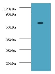 DDX19A Antibody (FITC)