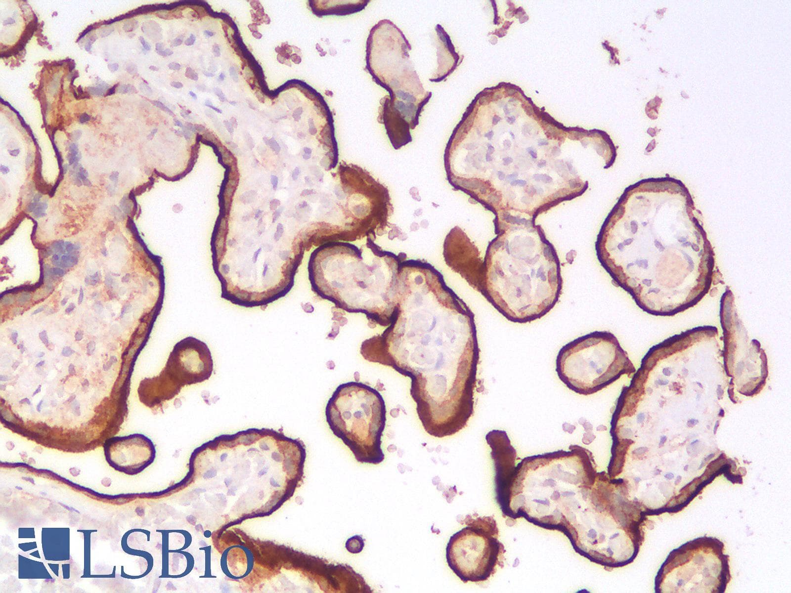PathPlus™ EMA / MUC1 Antibody (clone rMUC1/960)