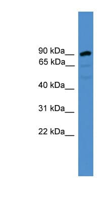 ARMC8 Antibody (aa21-70)