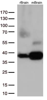 STX1A / Syntaxin 1A Antibody (clone OTI2D11)