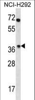 OR4N2 Antibody (aa68-96)