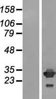IMPA2 Protein (Over-Expression Lysate Myc-DDK (Flag))