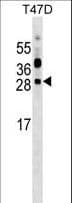 PRTFDC1 / HHGP Antibody (aa165-192)