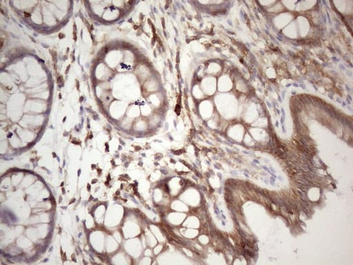 CDC42SE2 Antibody (clone OTI11F7)