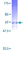 Human GPR17 Protein (Recombinant GST)