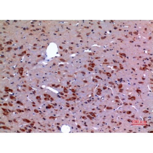 HSP90 / Heat Shock Protein 90 Antibody