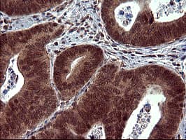 DOCK8 Antibody (clone OTI4F3)