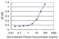 NNAT / Neuronatin Antibody (clone 1B9)