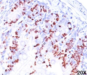 Monoclonal Mouse BrdU Antibody (clone BRD469, Azide-free,BSA-free, IHC, IF)
