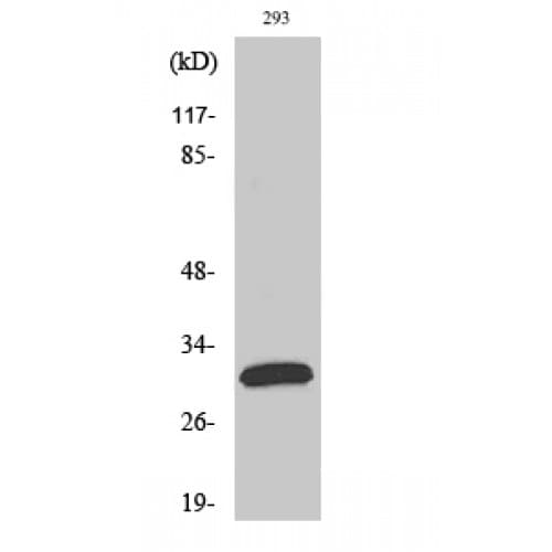 FASLG / Fas Ligand Antibody (70-150 aa, Internal)