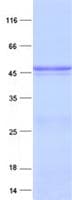 Human TUBD1 / Tubulin Delta Protein (Recombinant His, N-Terminal)