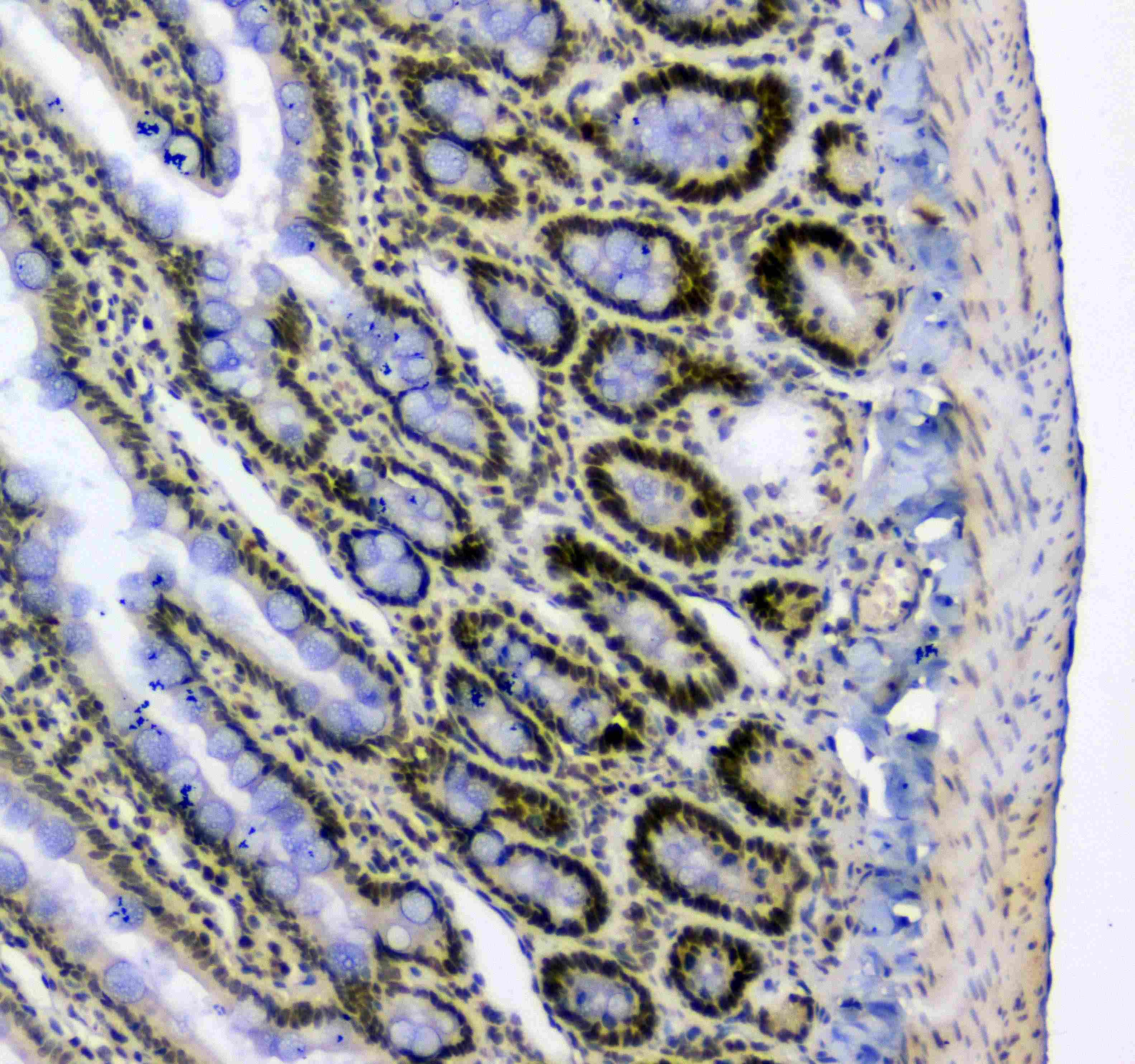 SF1 Antibody