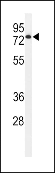 ENPP7 Antibody (aa286-313)