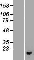 PIGF Protein (Over-Expression Lysate Myc-DDK (Flag))