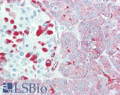 SIK3 / QSK Antibody (aa350-400)