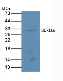 ATF4 Antibody (aa126-291)