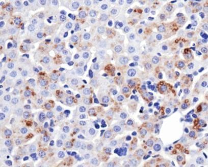MFN1 Antibody (clone 11E9-1H12, Biotin)